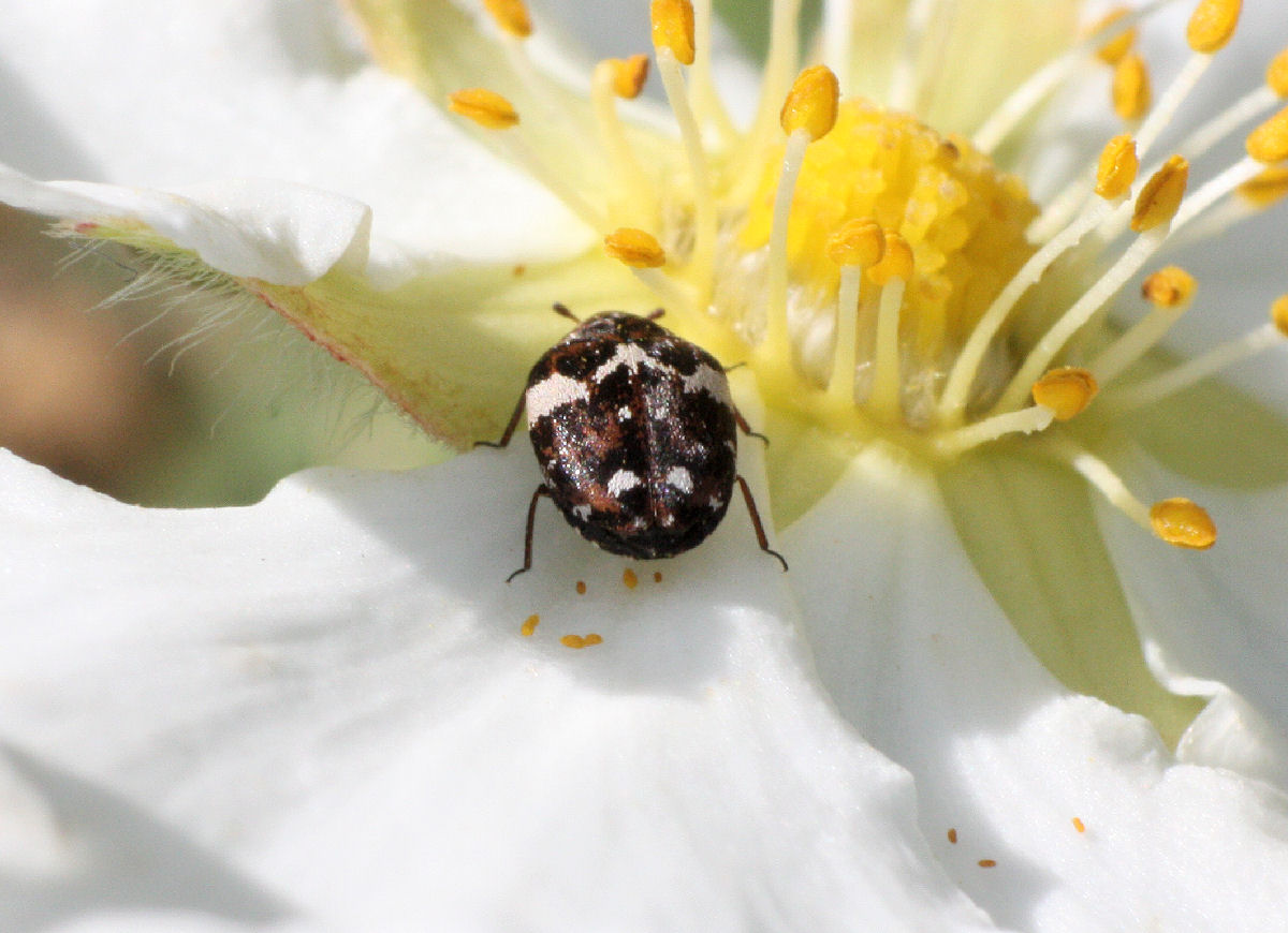 Anthrenus pimpinellae o A. verbasci ?